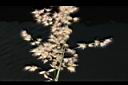 紅毛草-花序03.JPG