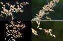 紅毛草-花序1.jpg