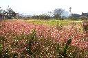 紅毛草01.JPG