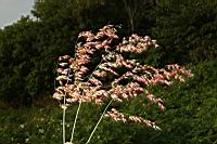 紅毛草-實序03.JPG