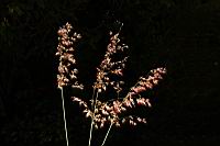 紅毛草-實序05.JPG