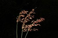 紅毛草-實序07.JPG