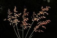 紅毛草-實序10.JPG