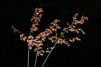 紅毛草-實序11.JPG