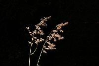 紅毛草-花序10.JPG