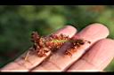 紅毛莧-實00.JPG
