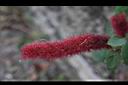 紅毛莧-花序02.JPG