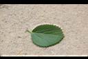 紅毛莧-葉正00.JPG