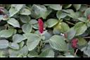 紅毛莧11.JPG