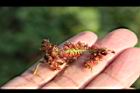 紅毛莧-實01.JPG
