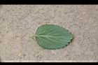 紅毛莧-葉背01.JPG