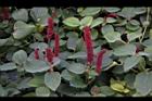 紅毛莧07.JPG