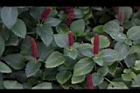 紅毛莧09.JPG