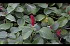 紅毛莧10.JPG