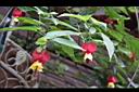 紅燈籠-花00.JPG