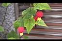 紅燈籠-花02.JPG