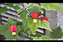 紅燈籠-花03.JPG