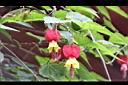 紅燈籠-花04.JPG