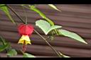 紅燈籠-花05.JPG