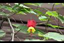 紅燈籠-花06.JPG