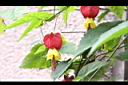 紅燈籠-花07.JPG
