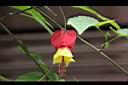 紅燈籠-花08.JPG