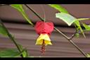 紅燈籠-花09.JPG