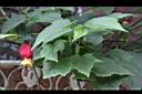 紅燈籠08.JPG