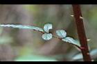 紅狹葉懸鉤子-刺.jpg