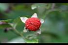 紅狹葉懸鉤子-實02.jpg