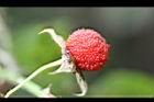 紅狹葉懸鉤子-實04.jpg