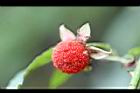 紅狹葉懸鉤子-實05.jpg