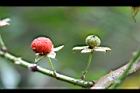 紅狹葉懸鉤子-實06.jpg