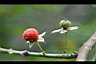 紅狹葉懸鉤子-實08.jpg