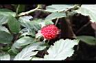 紅狹葉懸鉤子-實11.JPG