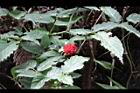 紅狹葉懸鉤子-實13.JPG