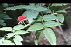 紅狹葉懸鉤子-實14.JPG