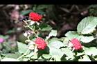 紅狹葉懸鉤子-實19.JPG