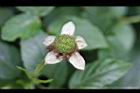 紅狹葉懸鉤子-幼實04.jpg