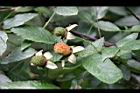 紅狹葉懸鉤子-幼實09.jpg