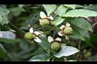 紅狹葉懸鉤子-幼實10.jpg