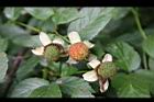 紅狹葉懸鉤子-幼實11.jpg
