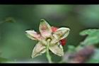 紅狹葉懸鉤子-花萼2.jpg