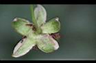紅狹葉懸鉤子-花萼3.jpg