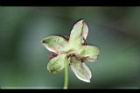 紅狹葉懸鉤子-花萼5.jpg