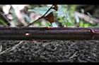 紅狹葉懸鉤子-莖10.JPG