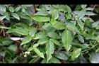 紅狹葉懸鉤子-葉正1.jpg