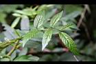 紅狹葉懸鉤子-葉正2.jpg