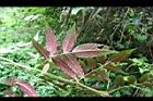 紅狹葉懸鉤子-葉背1.jpg