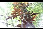 紅狹葉懸鉤子-葉背11.JPG